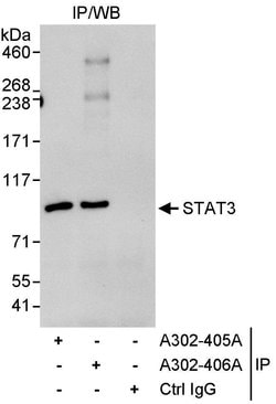 STAT3 Rabbit anti-Human, Polyclonal, Bethyl Laboratories 10 &mu;l; Unlabeled:Antibodies,