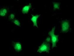 STAT4 Monoclonal Antibody (OTI3B6), TrueMAB , OriGene 100 &mu;L; Unconjugated:Antibodies,
