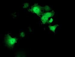 STAT4 Monoclonal Antibody (OTI2F3), TrueMAB , OriGene 100 &mu;L; Unconjugated:Antibodies,