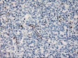 STAT4 Monoclonal Antibody (OTI1B1), TrueMAB , OriGene 100 &mu;L; Unconjugated:Antibodies,