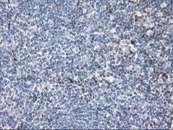 STAT4 Monoclonal Antibody (OTI1B1), TrueMAB , OriGene 100 &mu;L; Unconjugated:Antibodies,