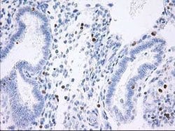 STAT4 Monoclonal Antibody (OTI4F9), TrueMAB , OriGene:Antibodies:Primary