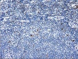 STAT4 Monoclonal Antibody (OTI4F9), TrueMAB , OriGene 30 &mu;L; Unconjugated:Antibodies,