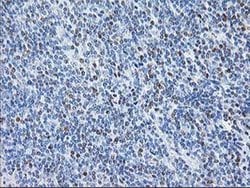 STAT4 Monoclonal Antibody (OTI4F9), TrueMAB , OriGene 30 &mu;L; Unconjugated:Antibodies,