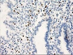 STAT4 Mouse anti-Human, Clone: OTI 4H4, lyophilized, TrueMAB 100 &mu;g;