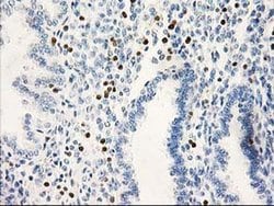 STAT4 Monoclonal Antibody (OTI 4H4), TrueMAB , OriGene 30 &mu;L; Unconjugated:Antibodies,