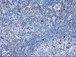 STAT4 Mouse anti-Human, Clone: OTI 4H4, lyophilized, TrueMAB 100 &mu;g;