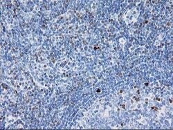 STAT4 Monoclonal Antibody (OTI 4H4), TrueMAB , OriGene 30 &mu;L; Unconjugated:Antibodies,