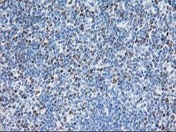 STAT4 Mouse anti-Human, Clone: OTI 4H4, lyophilized, TrueMAB 100 &mu;g;