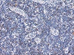 STAT4 Monoclonal Antibody (OTI3B6), TrueMAB , OriGene 100 &mu;L; Unconjugated:Antibodies,