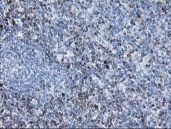 STAT4 Monoclonal Antibody (OTI2F3), TrueMAB , OriGene 100 &mu;L; Unconjugated:Antibodies,