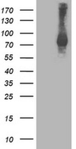 STAT4 Monoclonal Antibody (OTI1B1), TrueMAB , OriGene 100 &mu;L; Unconjugated:Antibodies,