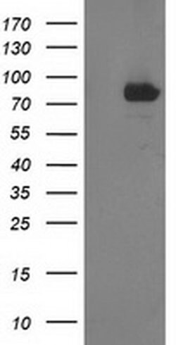 STAT4 Monoclonal Antibody (OTI2G5), TrueMAB , OriGene 30 &mu;L; Unconjugated:Antibodies,
