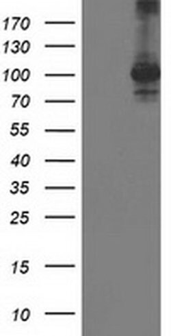STAT4 Monoclonal Antibody (OTI4F9), TrueMAB , OriGene 30 &mu;L; Unconjugated:Antibodies,