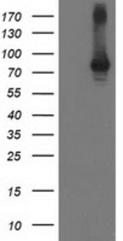 STAT4 Mouse anti-Human, Clone: OTI 4H4, lyophilized, TrueMAB 100 &mu;g;