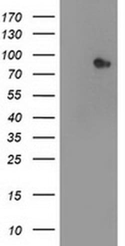 STAT4 Monoclonal Antibody (OTI3B6), TrueMAB , OriGene 100 &mu;L; Unconjugated:Antibodies,