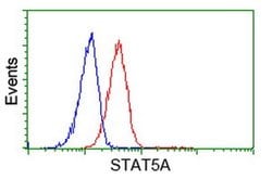 STAT5A Monoclonal Antibody (OTI10H1), TrueMAB , OriGene:Anticuerpos:Anticuerpos