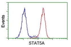 STAT5A Monoclonal Antibody (OTI9F7), TrueMAB , OriGene 30 &mu;L; Unconjugated:Antibodies,