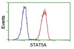 STAT5A Monoclonal Antibody (OTI9F7), TrueMAB , OriGene 30 &mu;L; Unconjugated:Antibodies,