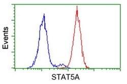 STAT5A Monoclonal Antibody (OTI11A9), TrueMAB , OriGene 100 &mu;L; Unconjugated:Antibodies,