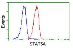 STAT5A Mouse anti-Human, Clone: OTI11A9, lyophilized, TrueMAB 100 &mu;g;