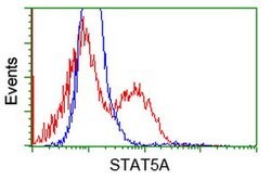 STAT5A Mouse anti-Human, Clone: OTI1H9, lyophilized, TrueMAB 100 &mu;g;
