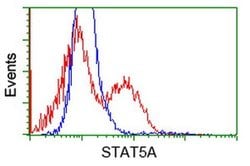 STAT5A Monoclonal Antibody (OTI1H9), TrueMAB , OriGene:Antibodies:Primary