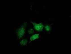 STAT5A Monoclonal Antibody (OTI6D6), TrueMAB , OriGene:Antibodies:Primary