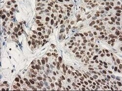 STAT5A Monoclonal Antibody (OTI9F7), TrueMAB , OriGene 30 &mu;L; Unconjugated:Antibodies,