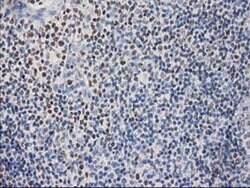 STAT5A Monoclonal Antibody (OTI6D6), TrueMAB , OriGene 30 &mu;L; Unconjugated:Antibodies,