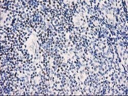 STAT5A Monoclonal Antibody (OTI6D6), TrueMAB , OriGene 30 &mu;L; Unconjugated:Antibodies,