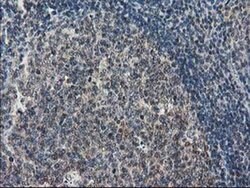 STAT5A Monoclonal Antibody (OTI11A9), TrueMAB , OriGene 100 &mu;L; Unconjugated:Antibodies,