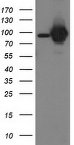 STAT5A Monoclonal Antibody (OTI9F7), TrueMAB , OriGene 30 &mu;L; Unconjugated:Antibodies,