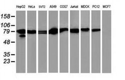 STAT5A Monoclonal Antibody (OTI9F7), TrueMAB , OriGene 30 &mu;L; Unconjugated:Antibodies,