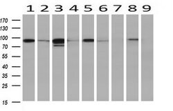 STAT5A Monoclonal Antibody (OTI9F7), TrueMAB , OriGene 30 &mu;L; Unconjugated:Antibodies,