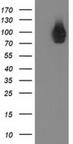 STAT5A Monoclonal Antibody (OTI6D6), TrueMAB , OriGene 30 &mu;L; Unconjugated:Antibodies,
