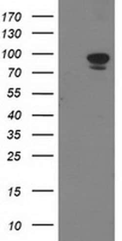 STAT5A Monoclonal Antibody (OTI11A9), TrueMAB , OriGene 100 &mu;L; Unconjugated:Antibodies,