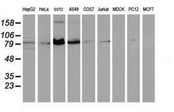 STAT5A Monoclonal Antibody (OTI11A9), TrueMAB , OriGene 100 &mu;L; Unconjugated:Antibodies,