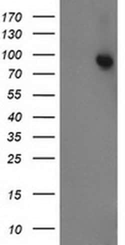STAT5A Monoclonal Antibody (OTI3D2), TrueMAB , OriGene:Antibodies:Primary
