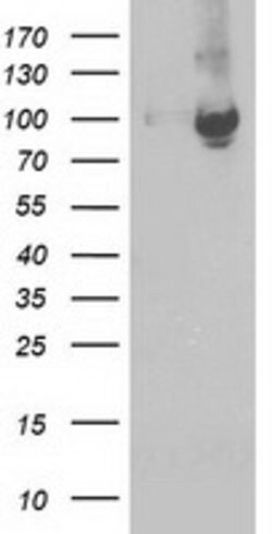 STAT5A Mouse anti-Human, Clone: OTI1H9, lyophilized, TrueMAB 100 &mu;g;