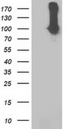 STAT5A Mouse anti-Human, Clone: OTI9A5, TrueMAB , Origene 30 &mu;L | Buy Online | Origene Technologies | Fisher Scientific