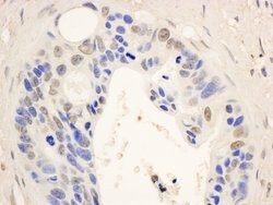 STAT6 Rabbit anti-Human, Mouse, Polyclonal, Bethyl Laboratories 100 &mu;L;
