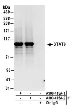 STAT6 Rabbit anti-Human, Mouse, Polyclonal, Bethyl Laboratories 100 &mu;L;