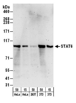 STAT6 Rabbit anti-Human, Mouse, Polyclonal, Bethyl Laboratories 100 &mu;L;