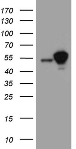 STAU1 Monoclonal Antibody (OTI3C5), TrueMAB , OriGene 100 &mu;L; Unconjugated:Antibodies,