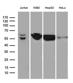 STAU1 Monoclonal Antibody (OTI3C5), TrueMAB , OriGene 100 &mu;L; Unconjugated:Antibodies,