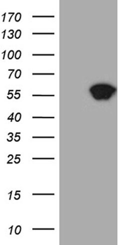 STAU1 Mouse anti-Human, Clone: OTI5F6, lyophilized, TrueMAB 100 &mu;g;