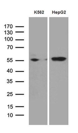 STAU1 Mouse anti-Human, Clone: OTI5F6, lyophilized, TrueMAB 100 &mu;g;