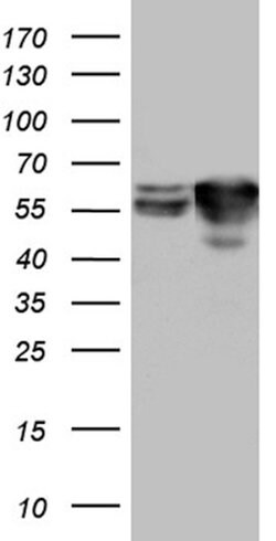 STAU1 Mouse anti-Human, Clone: OTI4E6, lyophilized, TrueMAB 100 &mu;g;