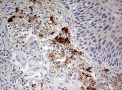 STK11 Mouse anti-Human, Clone: OTI0A3, liquid, TrueMAB 100 &mu;L | Buy Online | Origene Technologies | Fisher Scientific